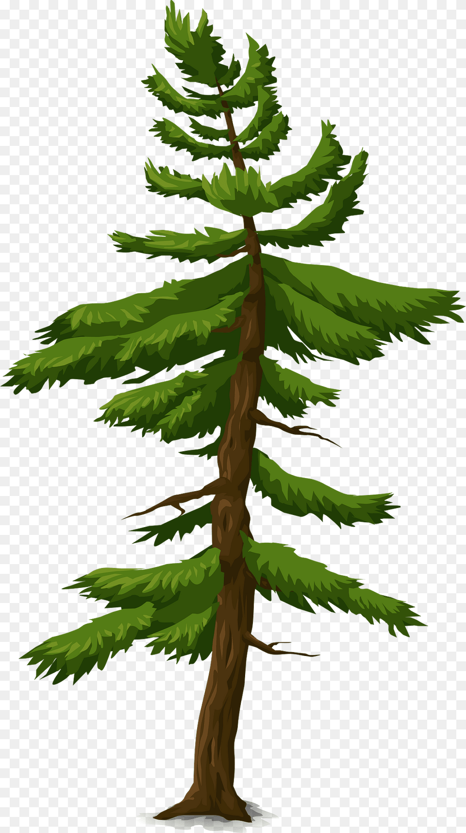 Green Coniferous Tree Clipart, Conifer, Pine, Plant, Fir Free Png