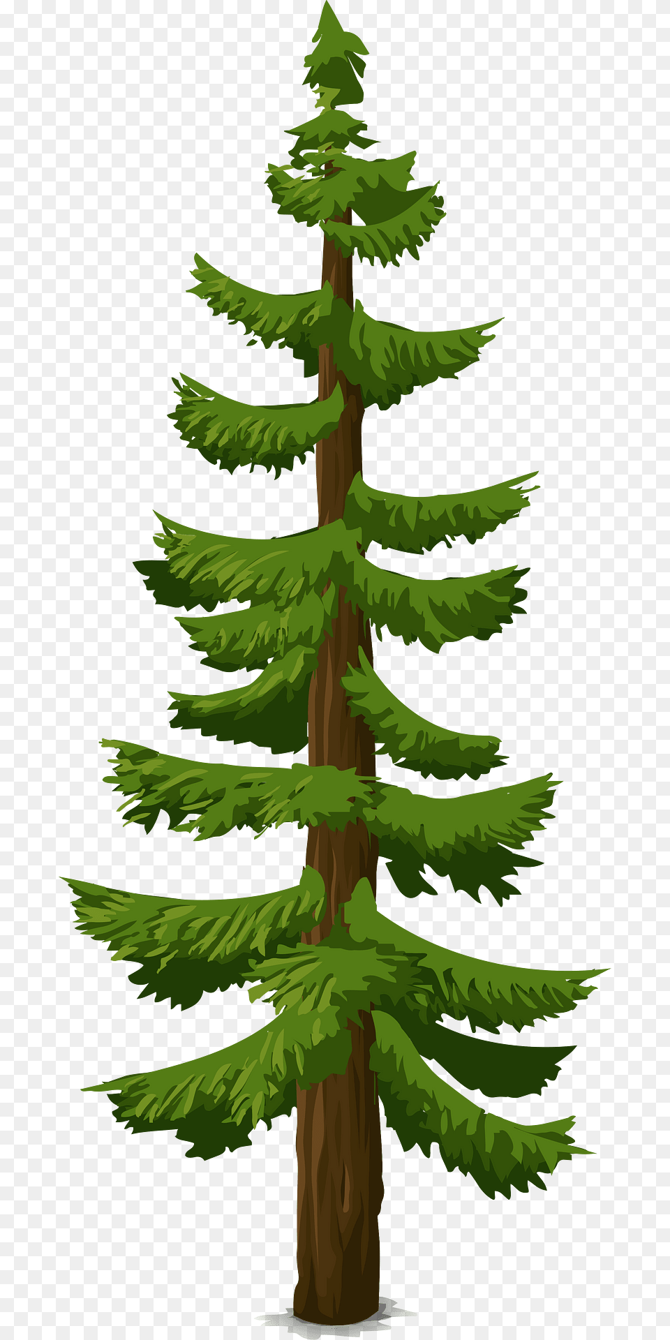 Green Coniferous Tree Clipart, Conifer, Fir, Pine, Plant Png Image