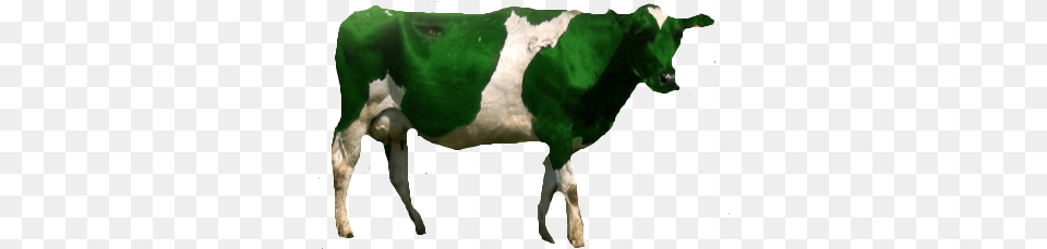 Green Cow Color Cow, Animal, Cattle, Dairy Cow, Livestock Png