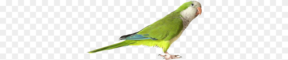 Green Cute Parrot Transparent Images Quaker Parrot, Animal, Bird, Parakeet, Fish Png Image