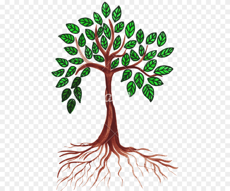 Green Drawing Tree Tree Drawing With Leaves, Plant, Root Png Image