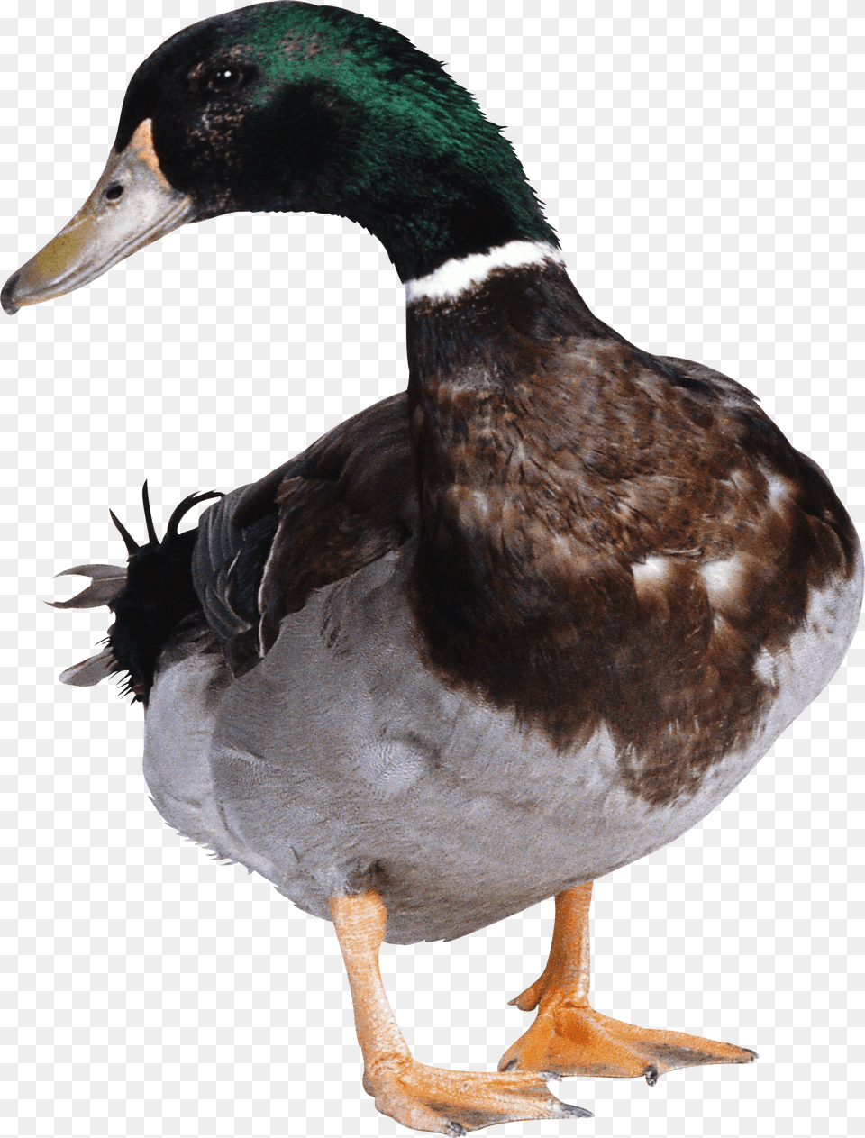 Green Duck, Animal, Anseriformes, Bird, Waterfowl Png Image