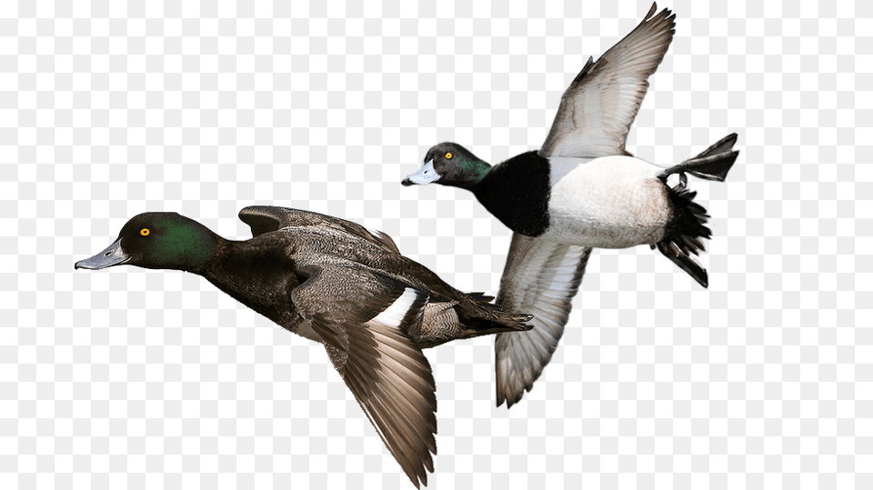 Green Duck Ducks, Animal, Anseriformes, Bird, Waterfowl Free Transparent Png