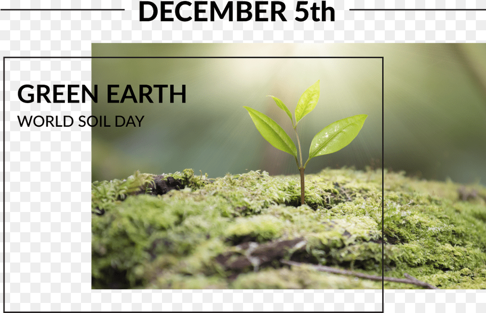 Green Earth, Moss, Plant, Leaf, Tree Free Png