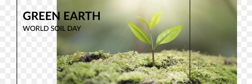Green Earth Tree, Moss, Plant, Leaf, Sprout Png Image