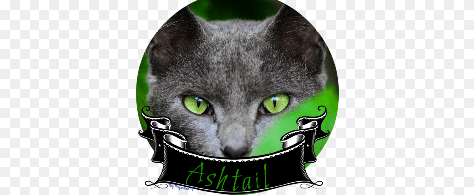 Green Eyes Grey Cat Cat, Animal, Mammal, Pet Free Png