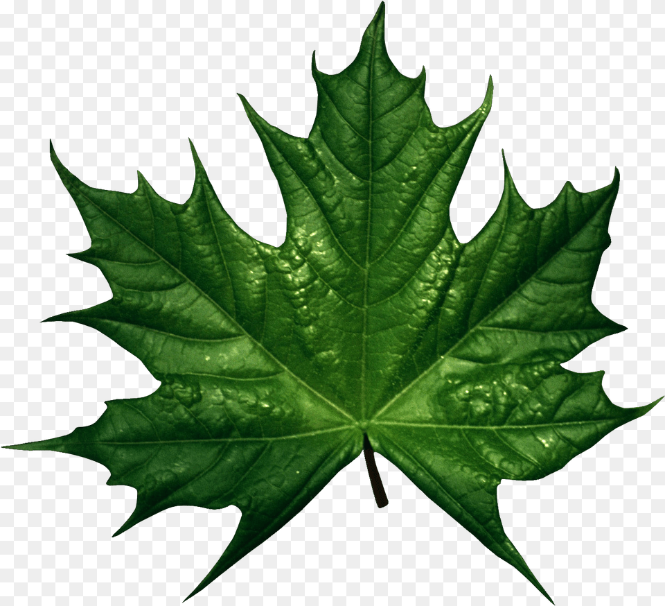 Green Fall Leaves Clip Art, Leaf, Plant, Tree, Maple Png Image