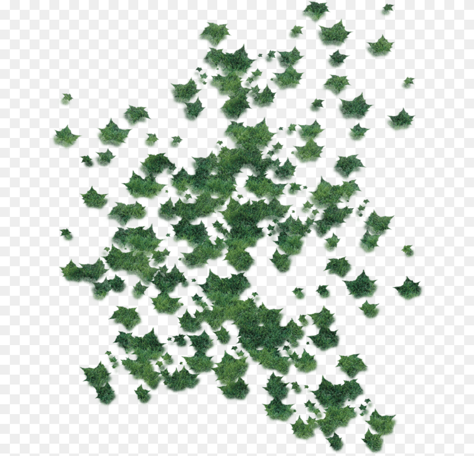 Green Fallen Leaves, Plant, Tree, Vegetation, Pattern Png