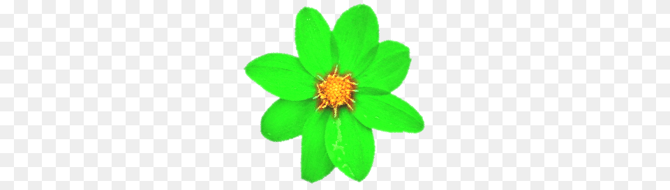 Green Flower, Anther, Dahlia, Daisy, Plant Png