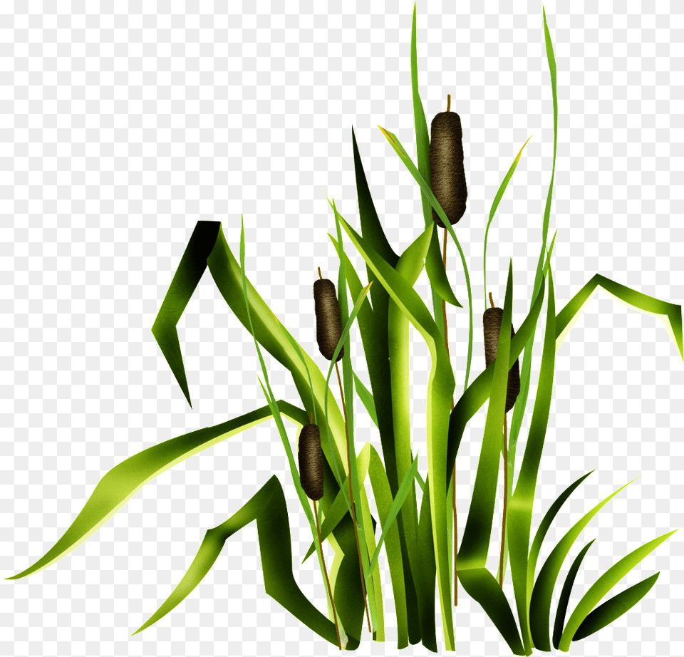 Green Flower And Grass Transparent Download Vector, Plant, Corn, Food, Grain Png Image