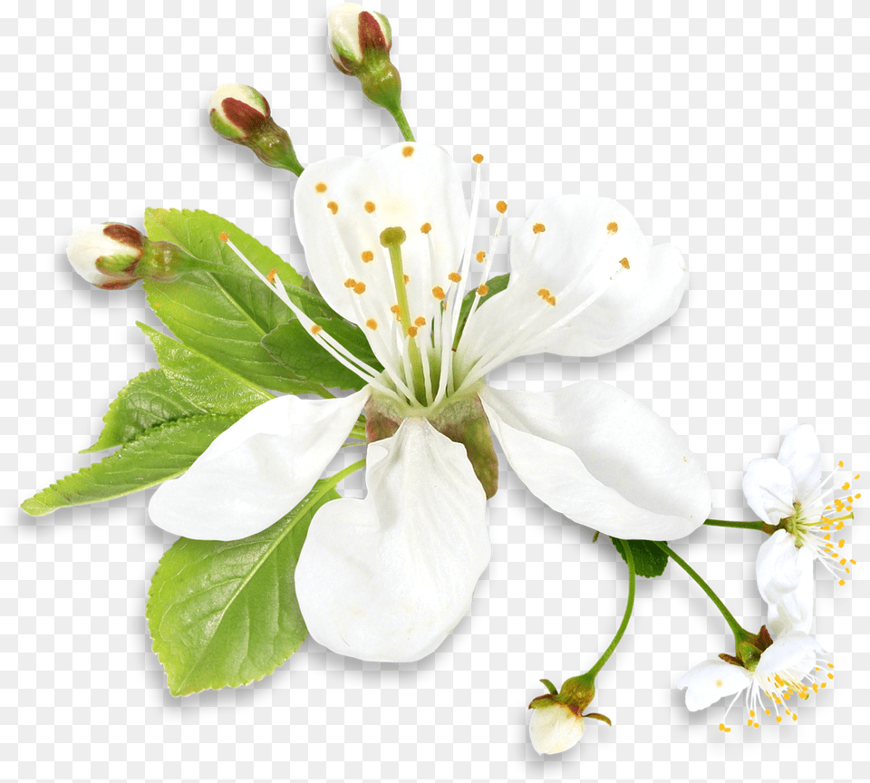 Green Flower Background Spring White Flower, Plant, Pollen, Petal Free Transparent Png