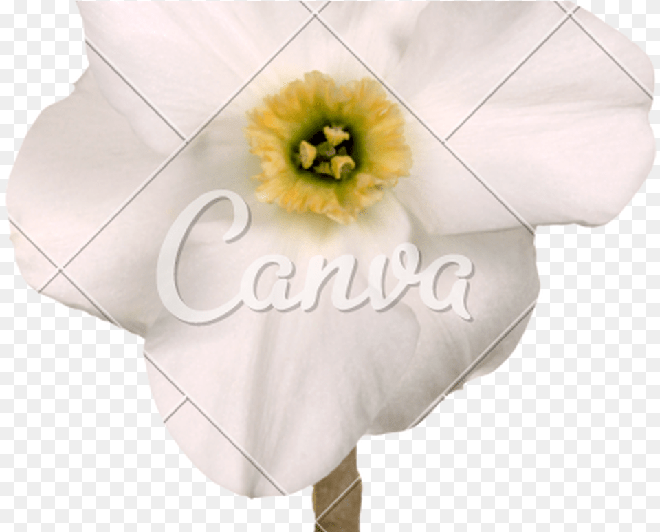 Green Flower Crown Transparent Loadtve Crown Full Artificial Flower, Anther, Plant, Daffodil Png