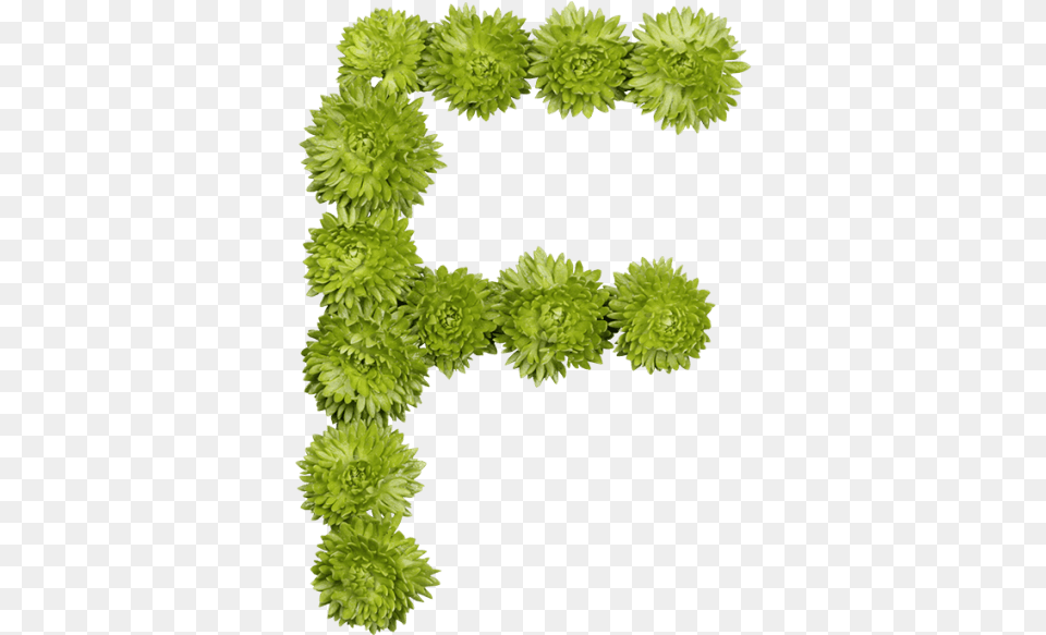 Green Flower Font Grass, Moss, Plant, Home Decor, Leaf Free Png Download