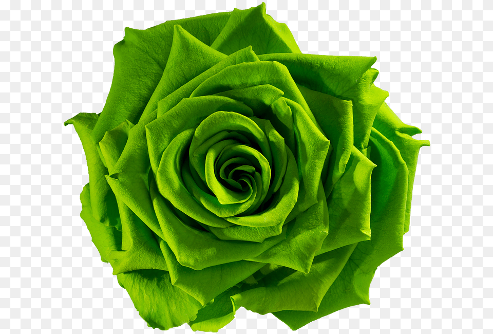 Green Flower Gt Green Rose, Plant, Leaf Png Image