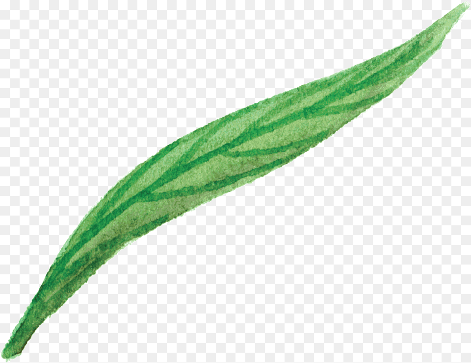 Green Flower Leaf Cartoon Transparente Flower, Plant, Food, Produce Png