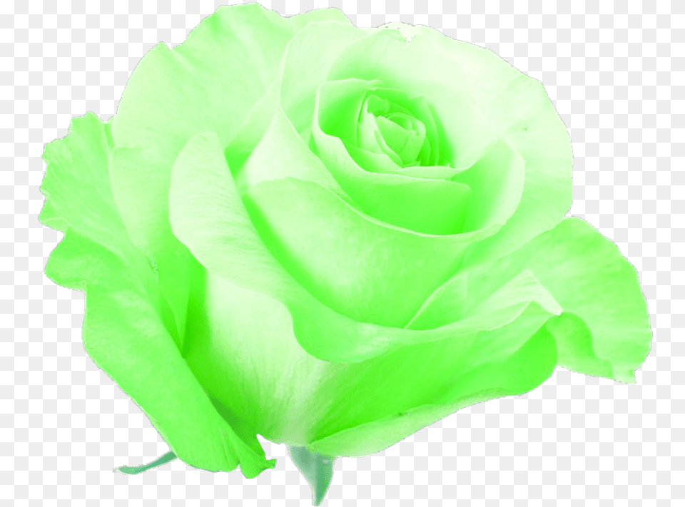 Green Flower Neon Pretty Freetoedit Flowers Neon Green, Plant, Rose Png