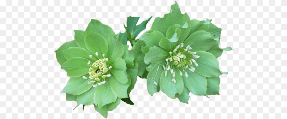 Green Flowers 3 Image Stella Daily Freshness Green Fresh, Anther, Flower, Plant, Pollen Free Transparent Png