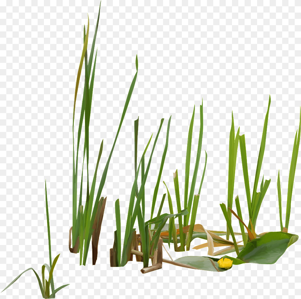 Green Flowers And Plants In Growing Flowers Growing, Grass, Plant, Vegetation Png