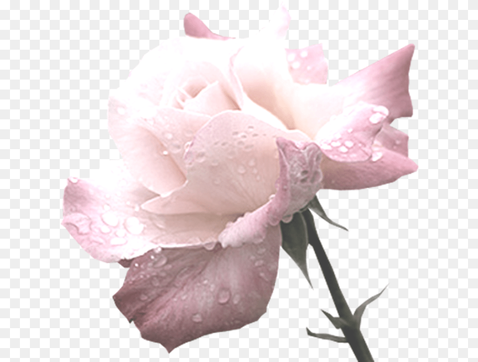 Green Flowers Garden Roses, Flower, Petal, Plant, Rose Free Transparent Png