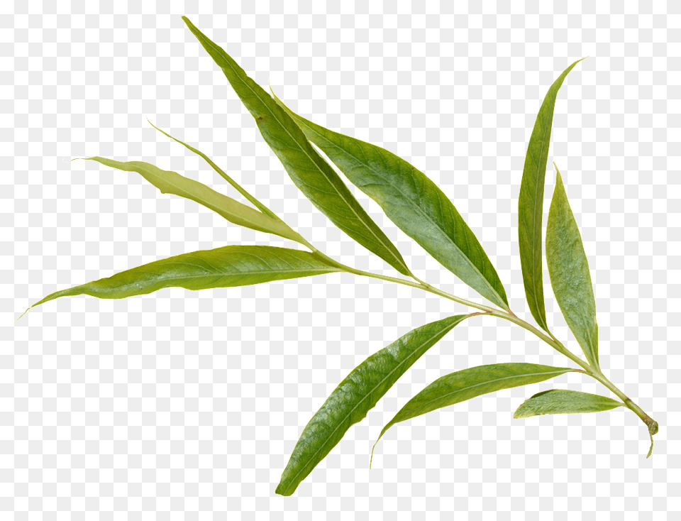 Green Foliage Download Vector, Herbal, Herbs, Leaf, Plant Free Png