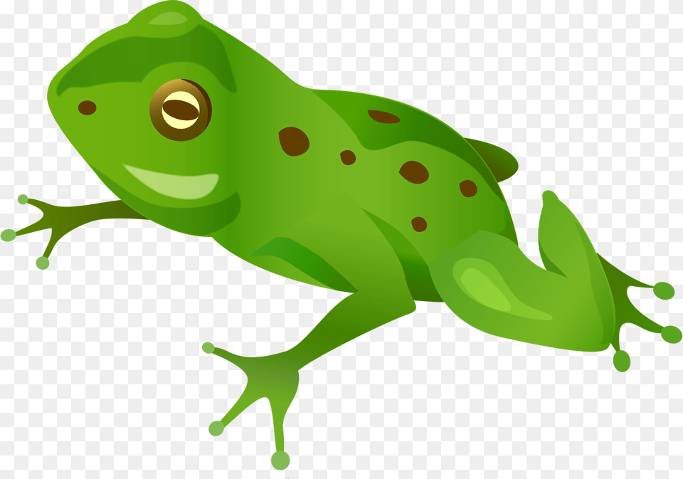Green Frog, Animal, Amphibian, Wildlife, Fish Png Image
