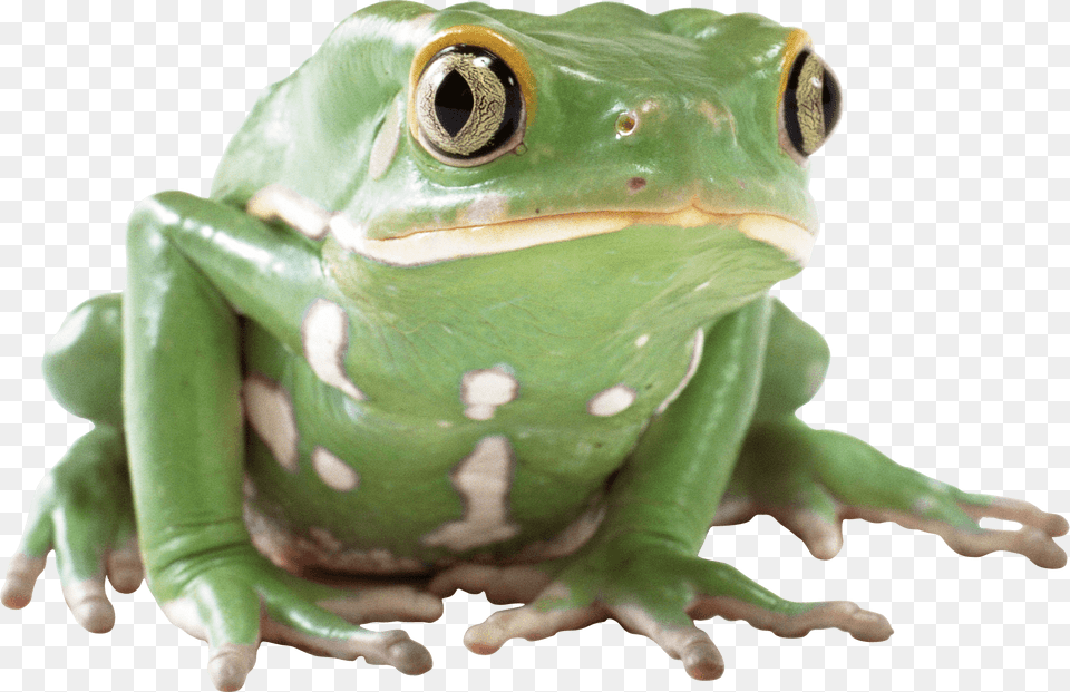 Green Frog, Amphibian, Animal, Wildlife, Tree Frog Png