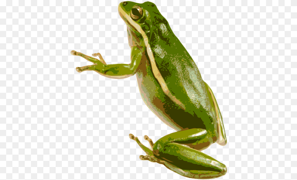 Green Frog Green Tree Frog Amphibian, Wildlife, Animal, Tree Frog Free Transparent Png