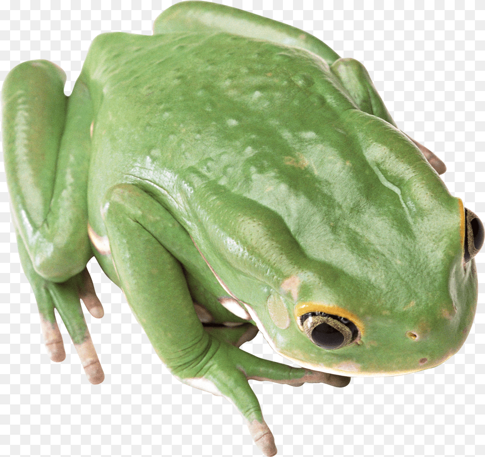 Green Frog Image Green Tree Frog, Amphibian, Animal, Wildlife, Plant Free Png