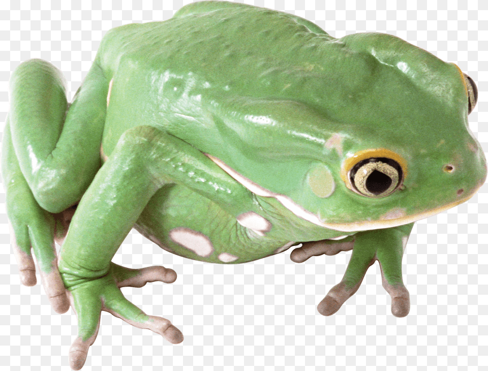 Green Frog Image King Cobra Snake Food Chain, Amphibian, Animal, Wildlife, Tree Frog Png