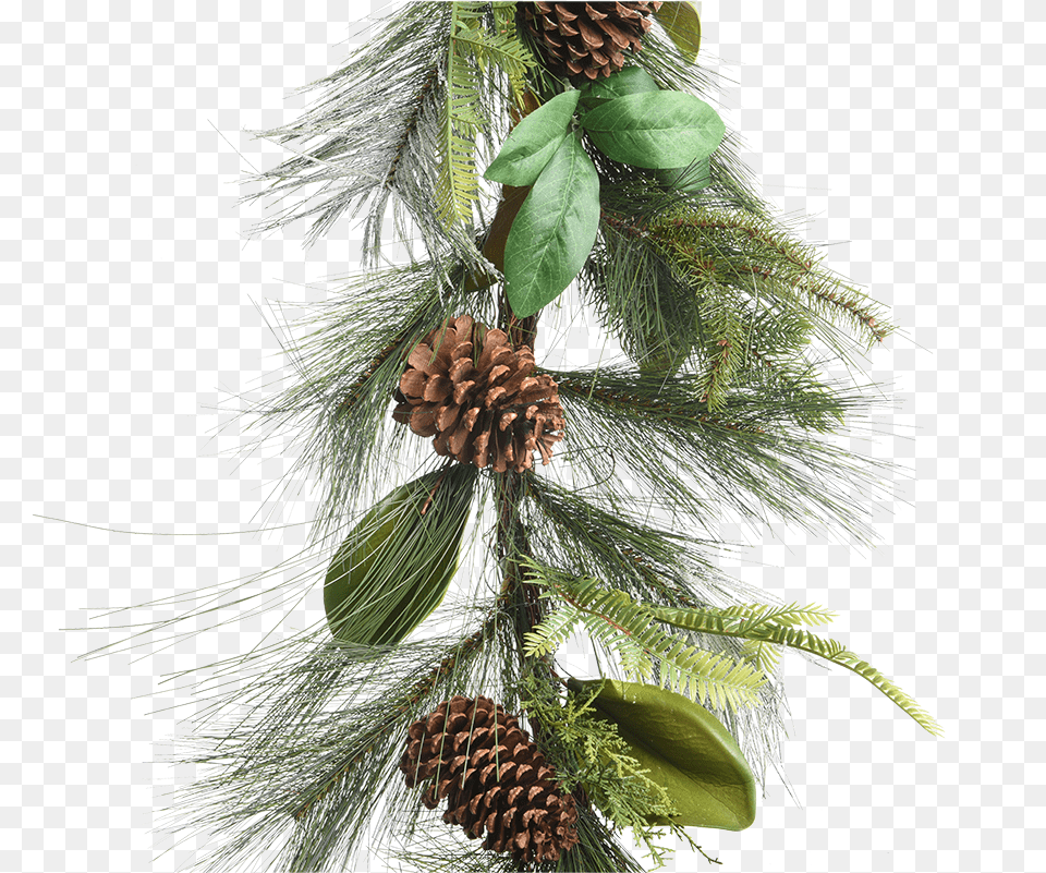 Green Garland With Pinecones Pond Pine, Conifer, Plant, Tree, Fir Free Png
