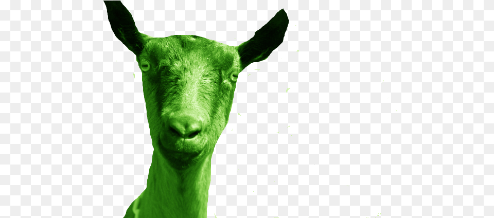 Green Goat, Livestock, Animal, Mammal, Sheep Png Image