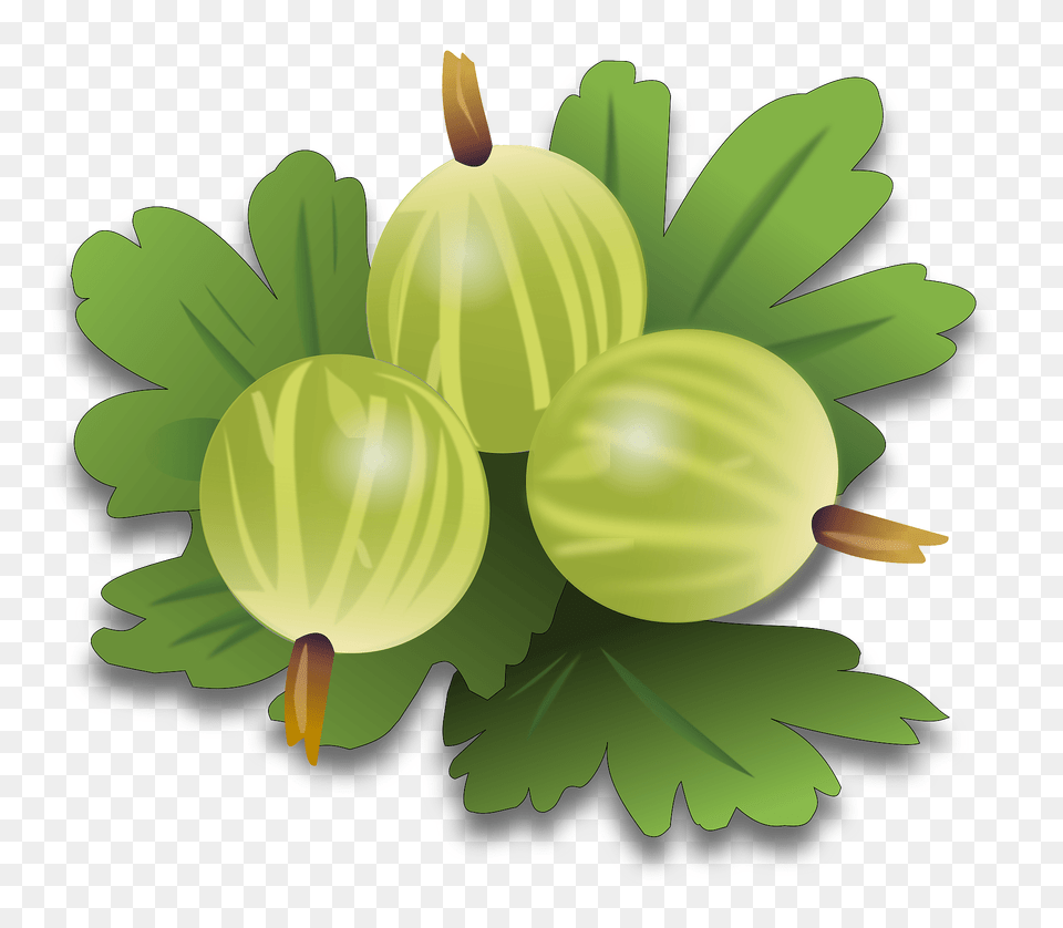 Green Gooseberrys Clipart, Food, Fruit, Plant, Produce Free Transparent Png
