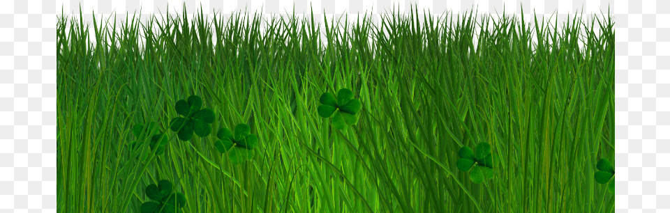 Green Grass Background, Plant, Vegetation, Leaf Free Png Download