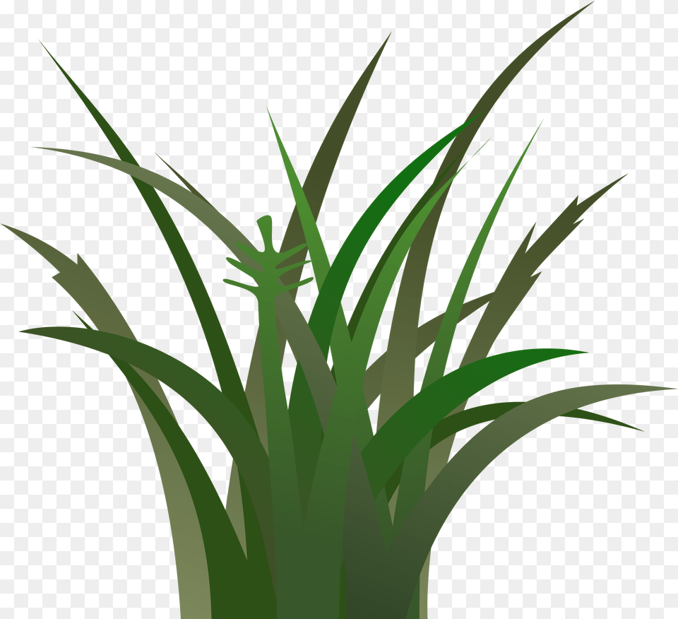 Green Grass Clip Art Dark Green Grass Clipart, Plant, Vegetation Free Transparent Png