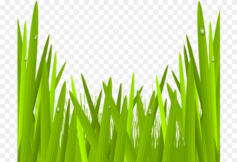 Green Grass Clip Art Image Gallery Clipart Grass, Lawn, Plant, Droplet Png