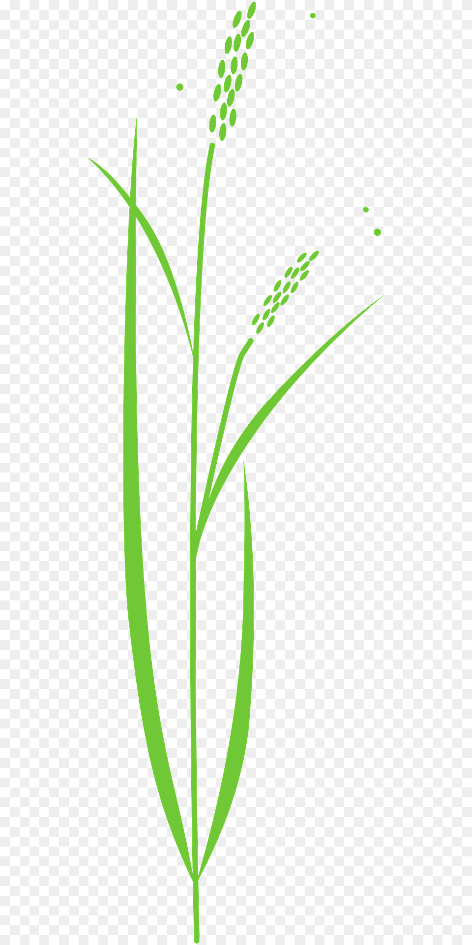 Green Grass Clipart, Plant, Vegetation, Agropyron, Aquatic Free Transparent Png