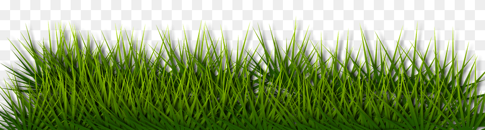Green Grass Clipart, Lawn, Moss, Plant, Vegetation Free Png Download