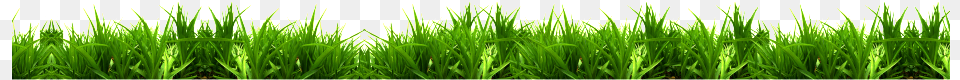 Green Grass Green Grass Vector Lawn, Plant, Vegetation, Aquatic, Water Png Image