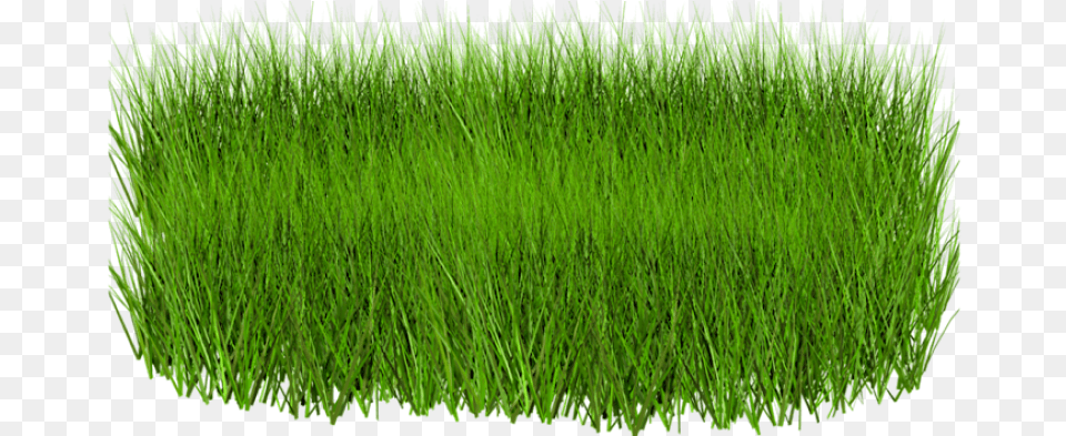 Green Grass Image Hd, Lawn, Plant, Vegetation Free Transparent Png