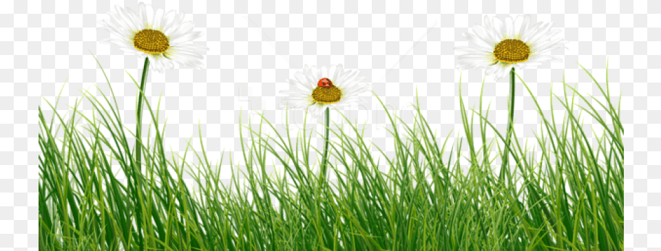 Green Grass With Daisies And Ladybug Images Common Daisy, Flower, Plant Free Transparent Png
