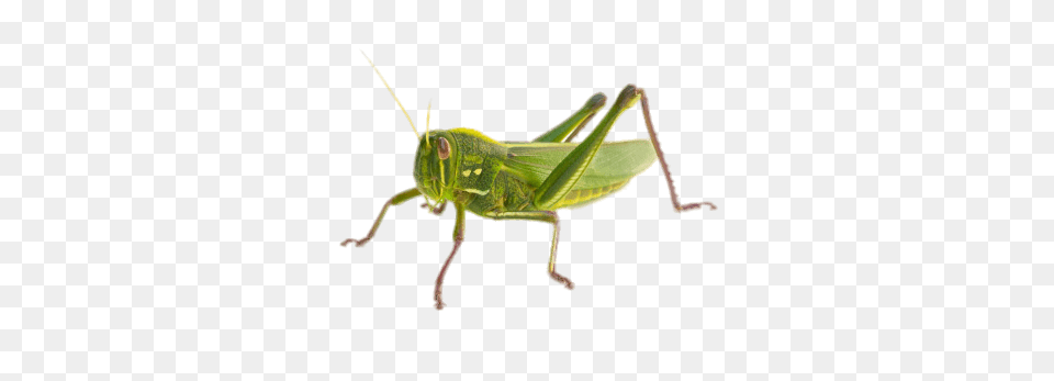 Green Grasshopper, Animal, Insect, Invertebrate, Cricket Insect Free Transparent Png