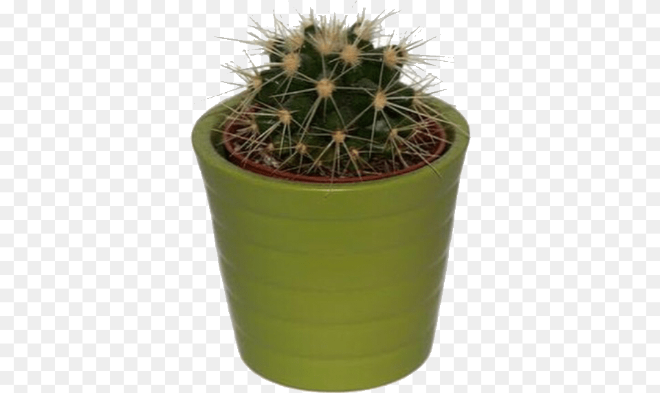 Green Greenpngs Moodboard Cactus Plant, Potted Plant Free Png