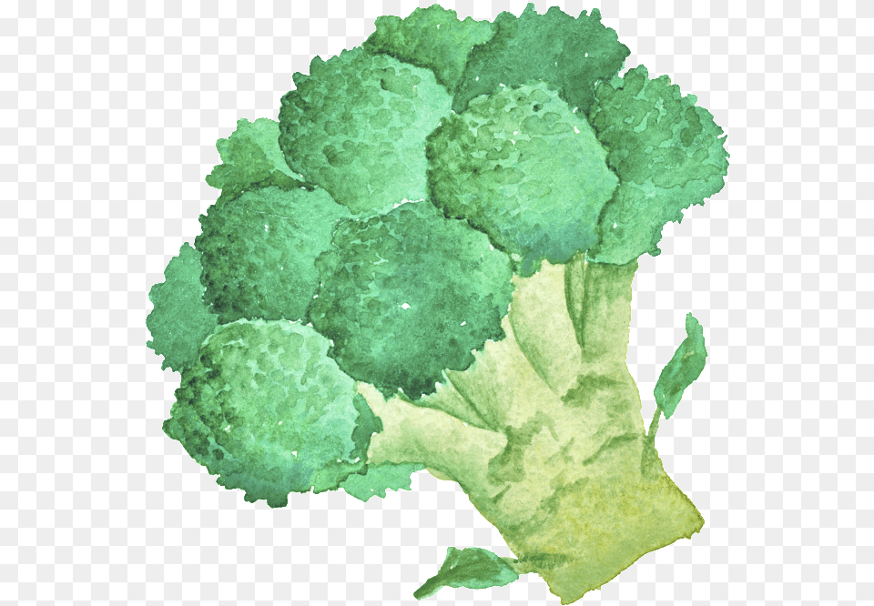 Green Hand Painted Broccoli Cartoon Vegetable Kitchen Blocoli Cartoon No Background, Food, Produce, Plant Png