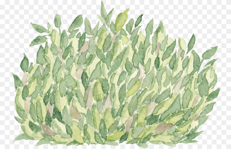 Green Hand Painted Grass Cartoon Decoration Agave, Leaf, Plant, Herbal, Herbs Free Png Download