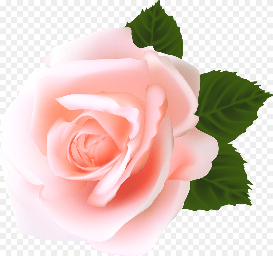 Green Hats High Quality Images Pink Roses Flower Free Png Download