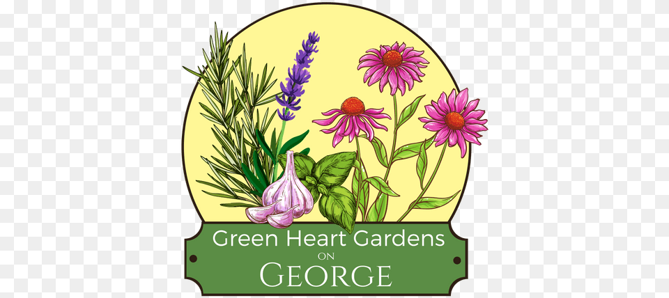 Green Heart Gardens Alpine Aster, Herbal, Daisy, Plant, Flower Free Png Download