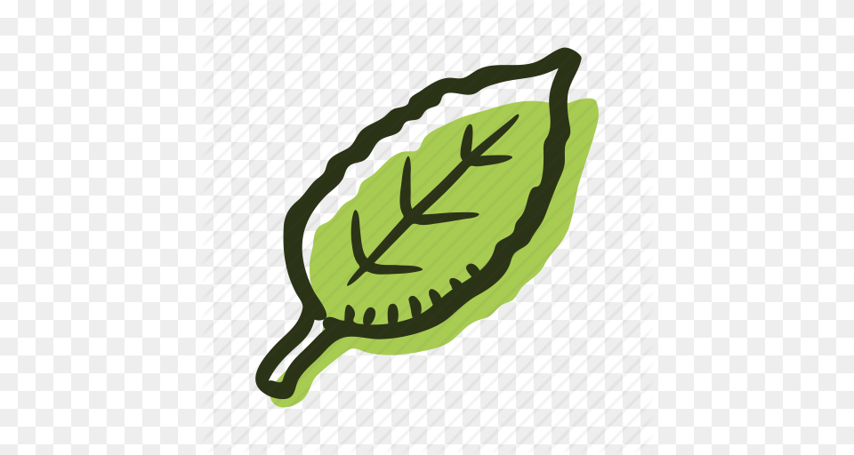 Green Herb Ingredient Leaf Plant Tea Tea Leaf Icon, Racket Free Png