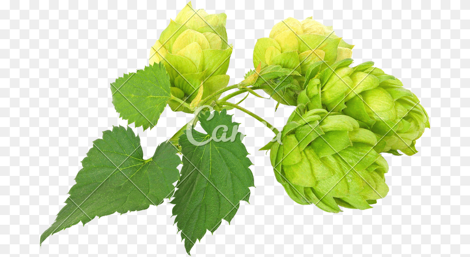 Green Hops Cutout, Bud, Flower, Leaf, Plant Png Image