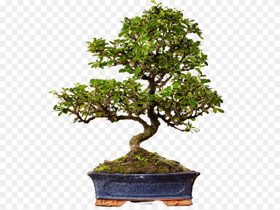 Green House Plant Tea Flower Big Bonsai Potted Indoor Flowerpot, Potted Plant, Tree Png Image