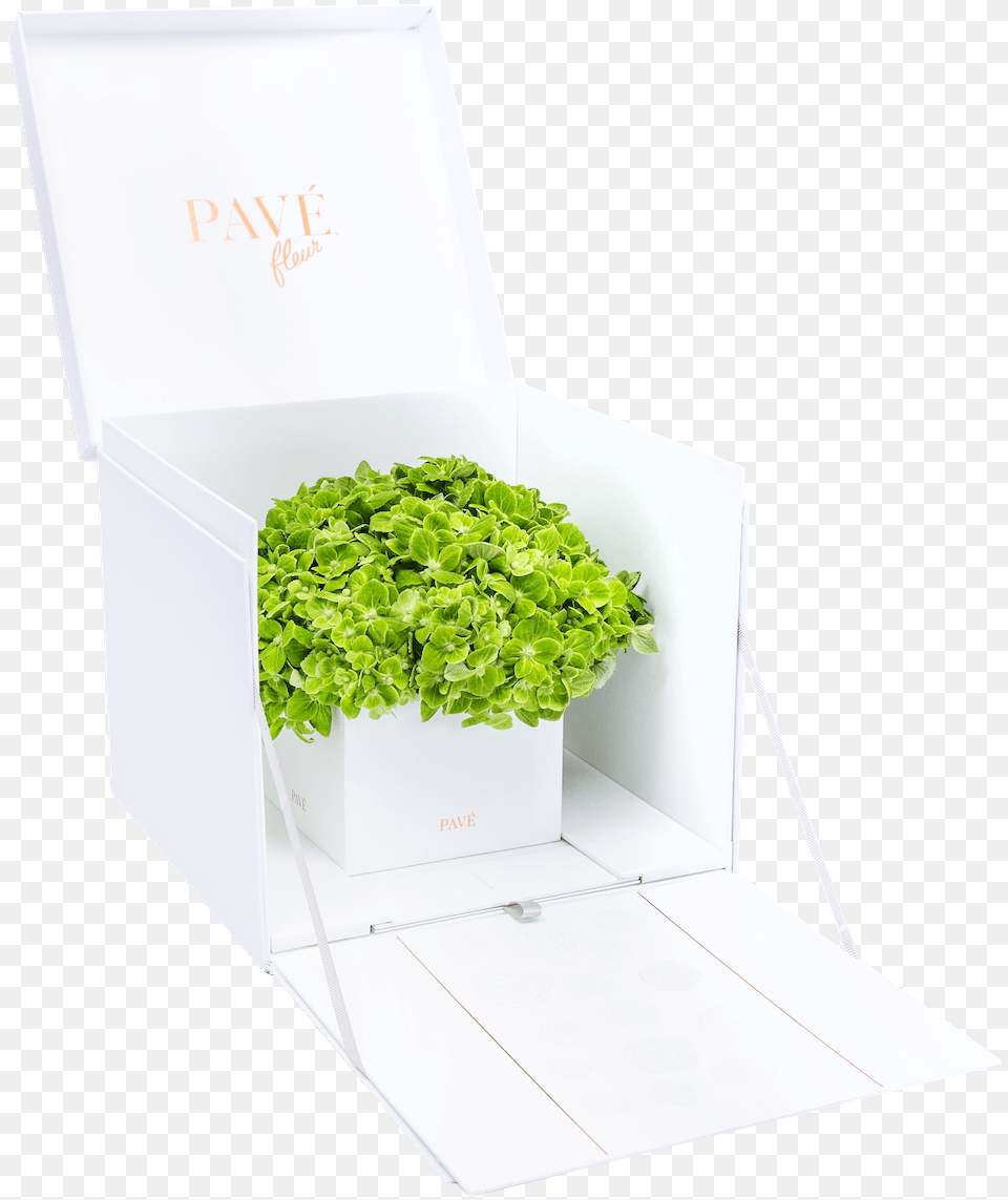 Green Hydrangeas Flowerpot, Herbs, Plant, Potted Plant, Box Png Image